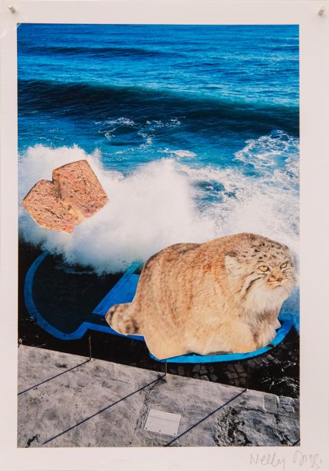 Foto einer Collage auf der eine Wildkatze, Katzenfutter und eine Meeresbrandung zu sehen sind