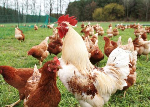 Hühner auf einem Biobauernhof in Brodowin
