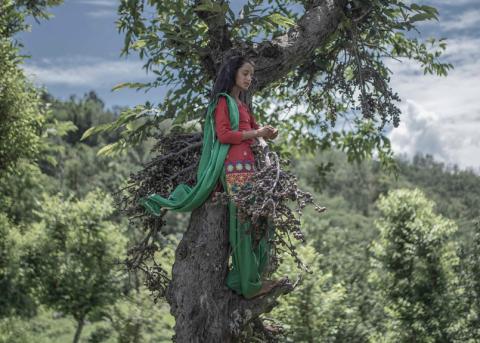 die vierzehnjährige Surekha auf einen Baum in Nepal