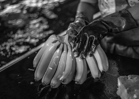 Bananen der Sorte Cavendish werden gewaschen