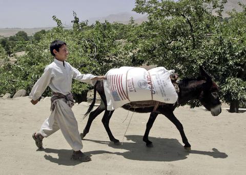 Ein junger Afghane transportiert im Juni 2008 von den USA gestiftetes Mehl auf einem Esel