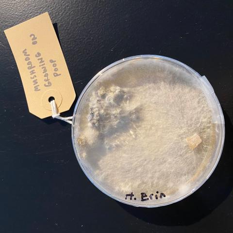 Petrischale mit dem Pilz Hericium erinaceus