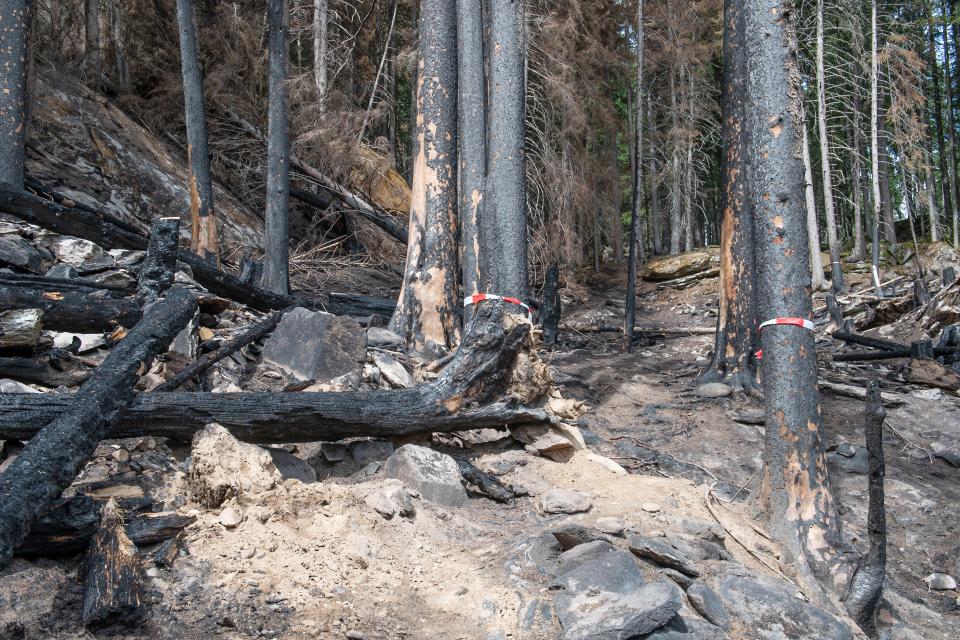 Grosse Teile des Waldes ob Bitsch sind zerstört.